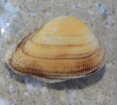 Striarca lactea