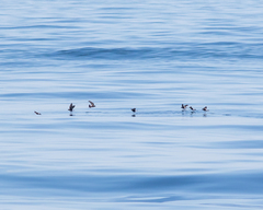 Oceanites oceanicus