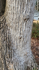 Liriodendron tulipifera