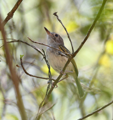 Hemitriccus margaritaceiventer