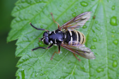Temnostoma excentrica