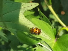 Aspidimorpha westwoodi