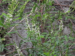 Copestylum mexicanum