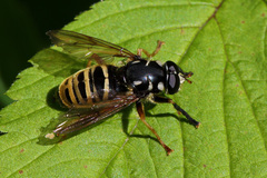Temnostoma excentrica