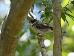 Arremon flavirostris