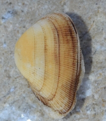Striarca lactea