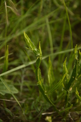 Baccharis trimera
