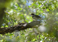 Arremon flavirostris