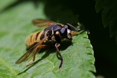 Temnostoma vespiforme