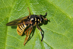 Temnostoma vespiforme