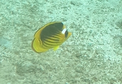 Chaetodon fasciatus