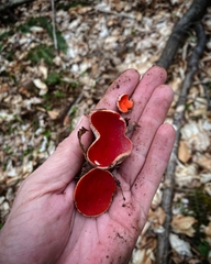 Sarcoscypha austriaca