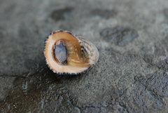 Nerita planospira