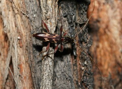 Coptocercus walkeri