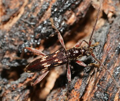 Coptocercus walkeri
