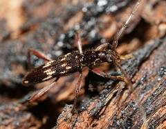 Coptocercus walkeri