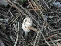 Coprinus comatus