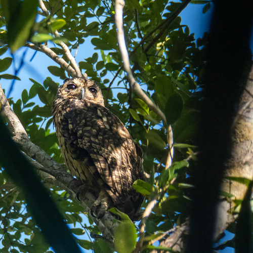 Madagascar Owl (Asio madagascariensis), photo 7