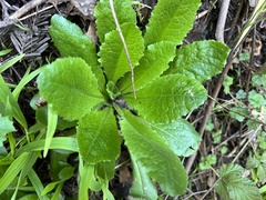 Lactuca virosa