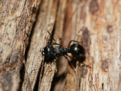 Polyrhachis femorata