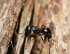 Polyrhachis femorata
