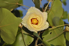 Gossypium arboreum