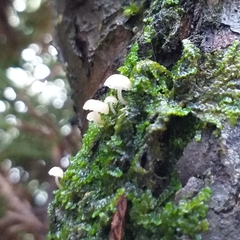Delicatula integrella