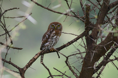 Glaucidium perlatum