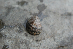 Nerita planospira