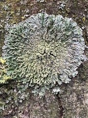 Physconia enteroxantha