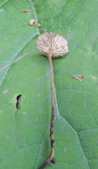 Strobilurus stephanocystis