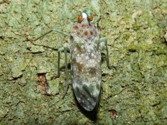 Enchophora sanguinea