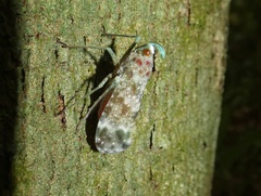 Enchophora sanguinea