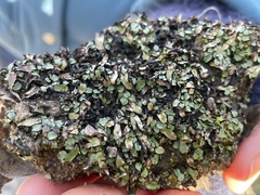 Targionia hypophylla