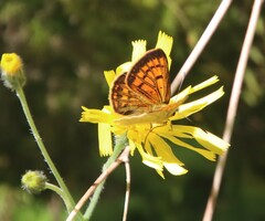 Lycaena salustius