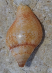 Columbella