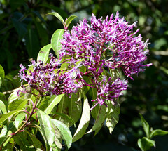 Fuchsia paniculata
