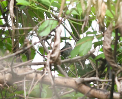 Herpsilochmus atricapillus
