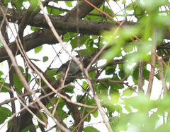 Herpsilochmus atricapillus