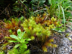 Dendroligotrichum dendroides