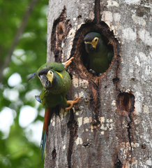 Primolius auricollis