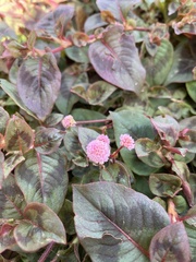 Persicaria capitata