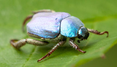 Hoplia coerulea