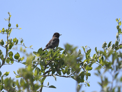 Knipolegus striaticeps