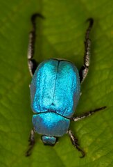 Hoplia coerulea