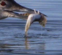 Leptocottus armatus
