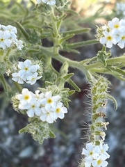Johnstonella