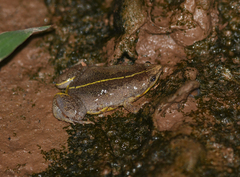 Elachistocleis haroi