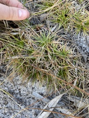 Lachnocaulon