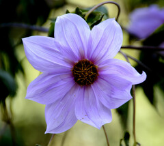 Dahlia imperialis